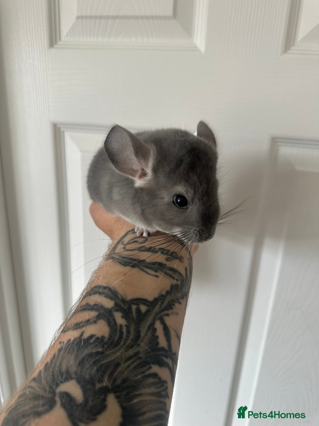 Chinchilla rodents for sale: Beautiful chinchillas for sale  - Image 7