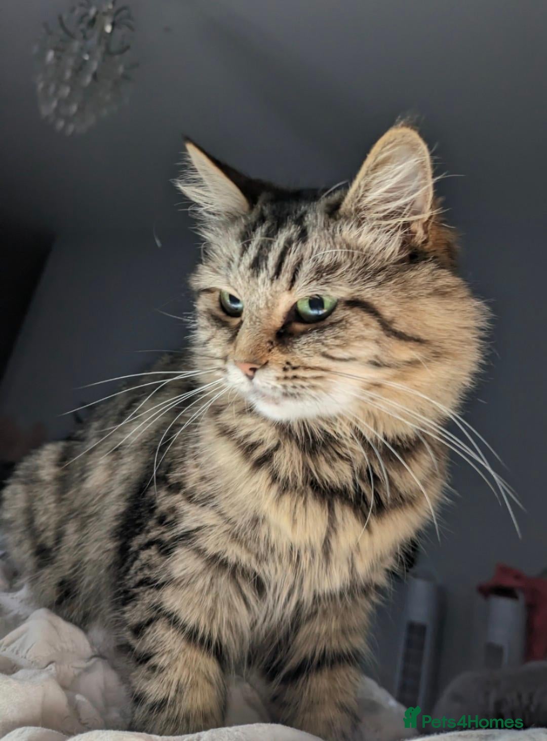 Maine Coon cats for sale: 🩵🩷Maine coon cross kitty's ready now 🩷🩵 - Advert 1