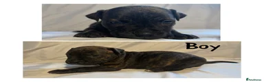 Mixed Breed 3