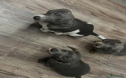 Miniature Dachshund dogs for sale: Adorable Miniature Dachshund Puppies  - Image 2