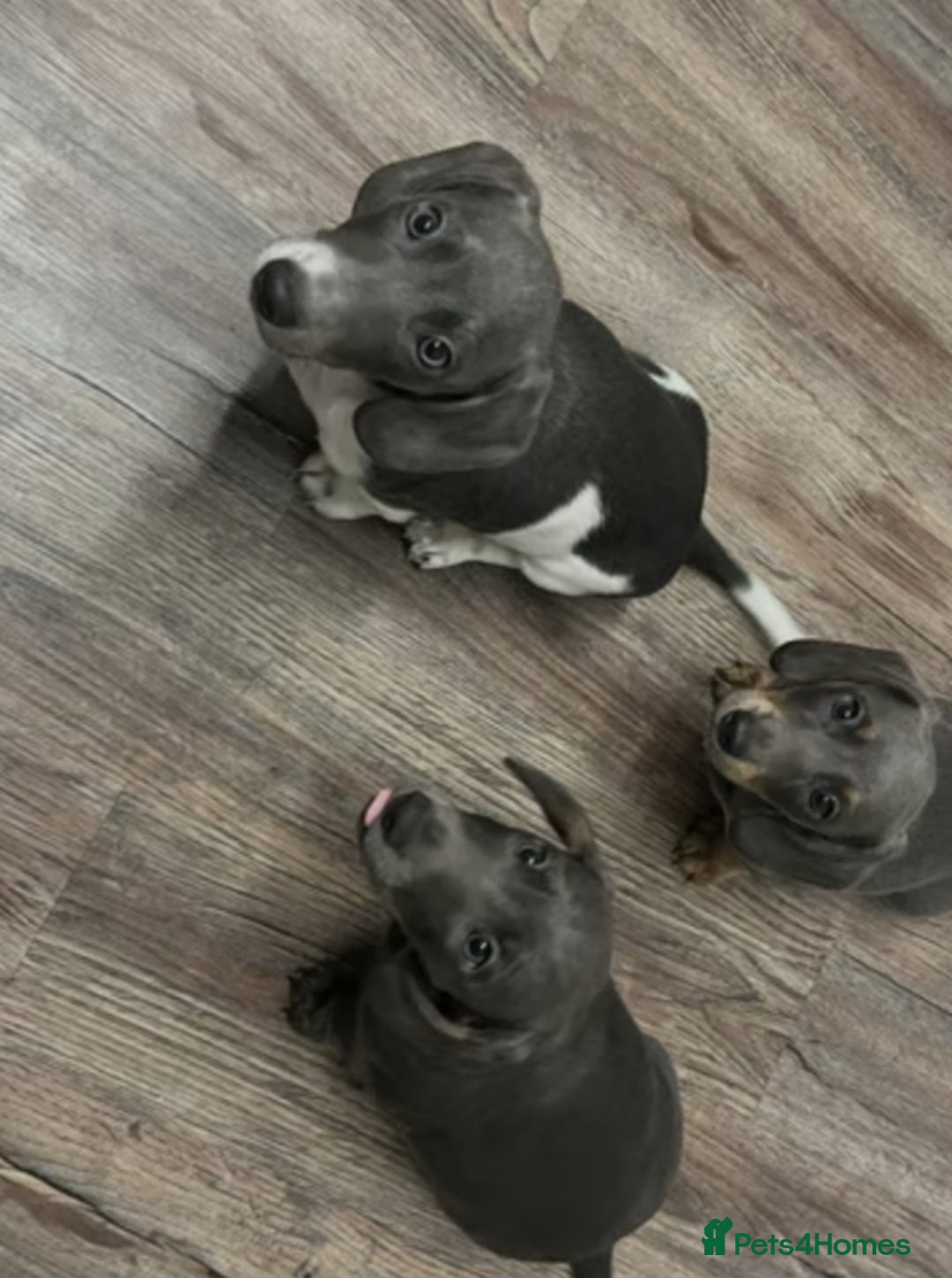 Miniature Dachshund dogs for sale: Adorable Miniature Dachshund Puppies  - Image 2