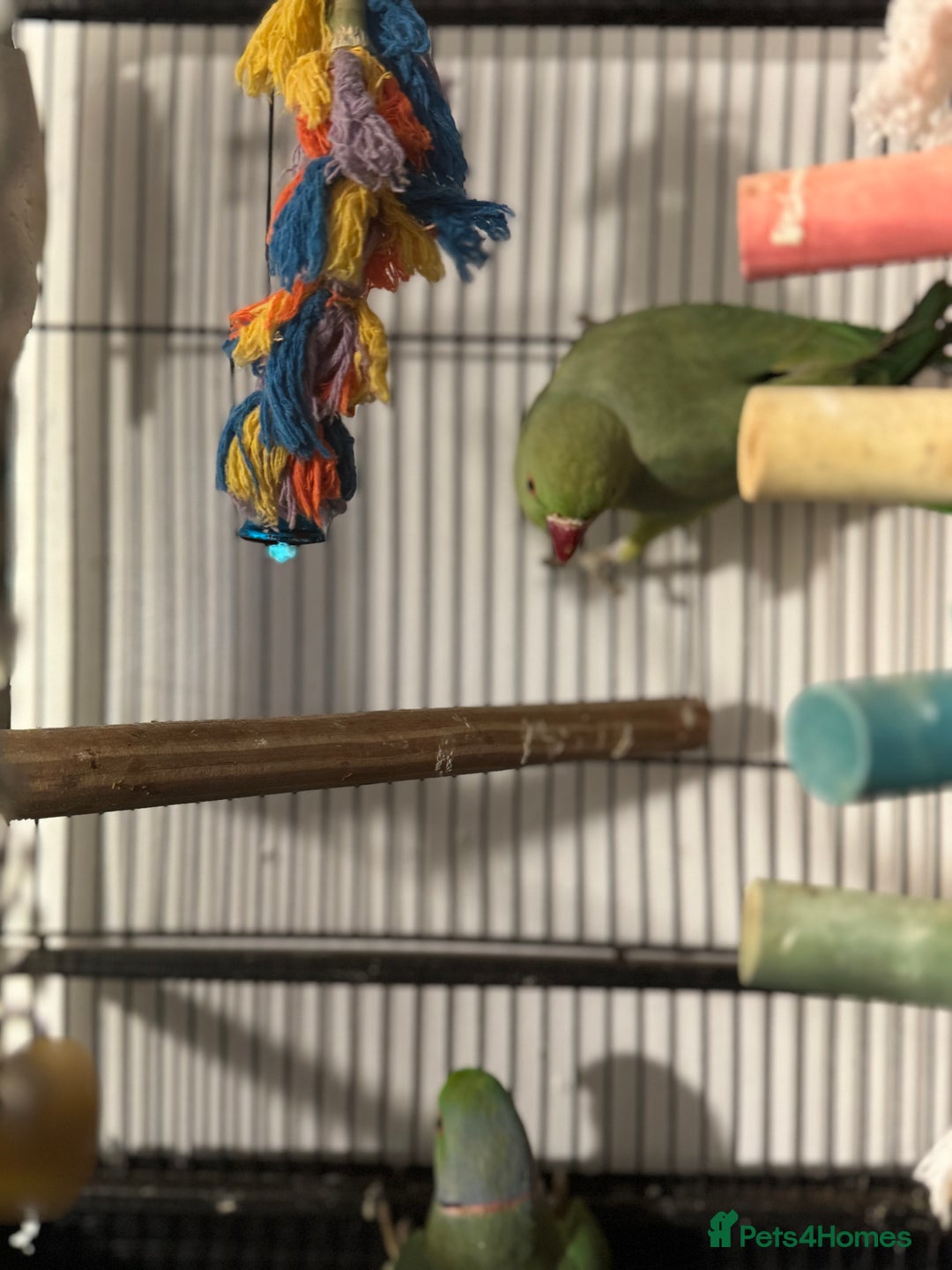 Ringnecks birds for sale: GREEN RINGNECKS PAIRS - Image 3