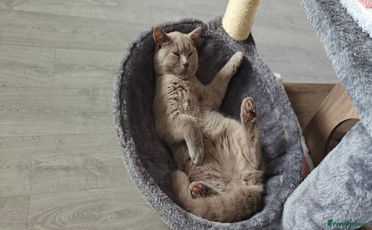 British Shorthair cats - Advert 14