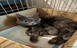 British Shorthair cats for sale: British shorthair x - Image 14