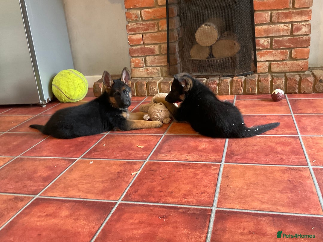 German Shepherd dogs for sale: 25 years experience  breeding German Shepherds - Image 20