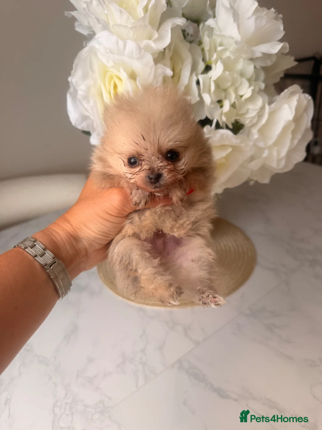 Pomeranian dogs for sale:  **  Russian Pomeranian’s  in Whitehaven - Advert 1