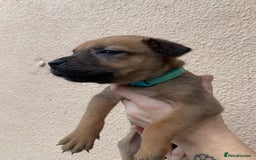 Mixed Breed dogs for sale: 12 beautiful baby's  - Image 8