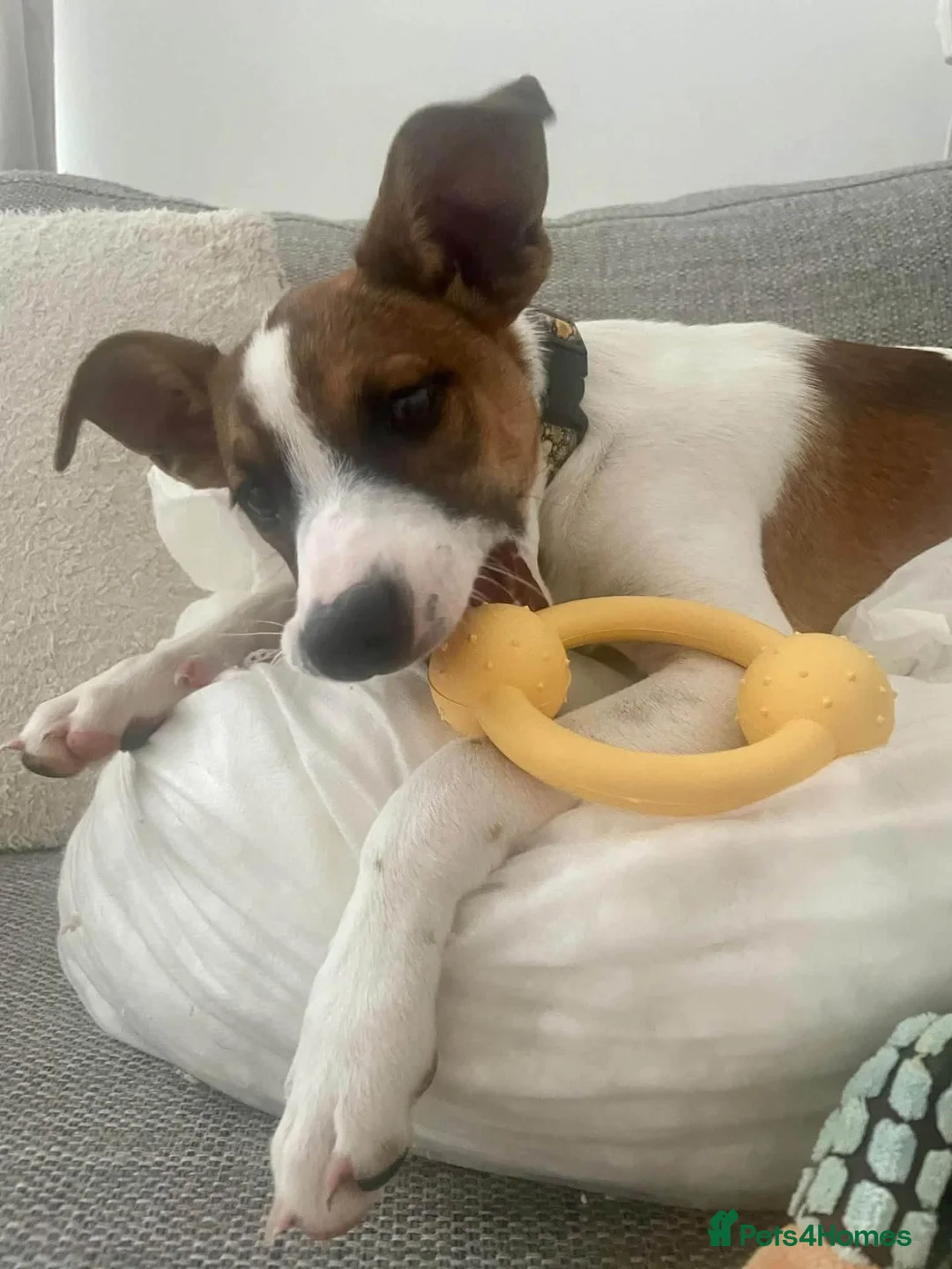 Mixed Breed dogs for adoption: Lovely Oscar! in Barnstaple - Advert 4