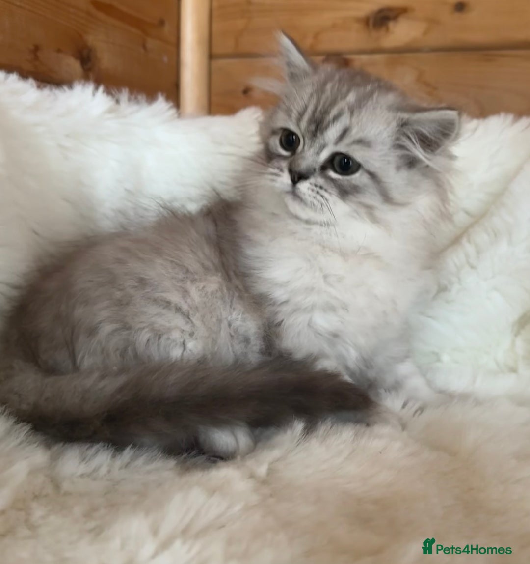 RagaMuffin cats for sale: AUTHENTIC RAGAMUFFIN KITTENS  - Advert 4