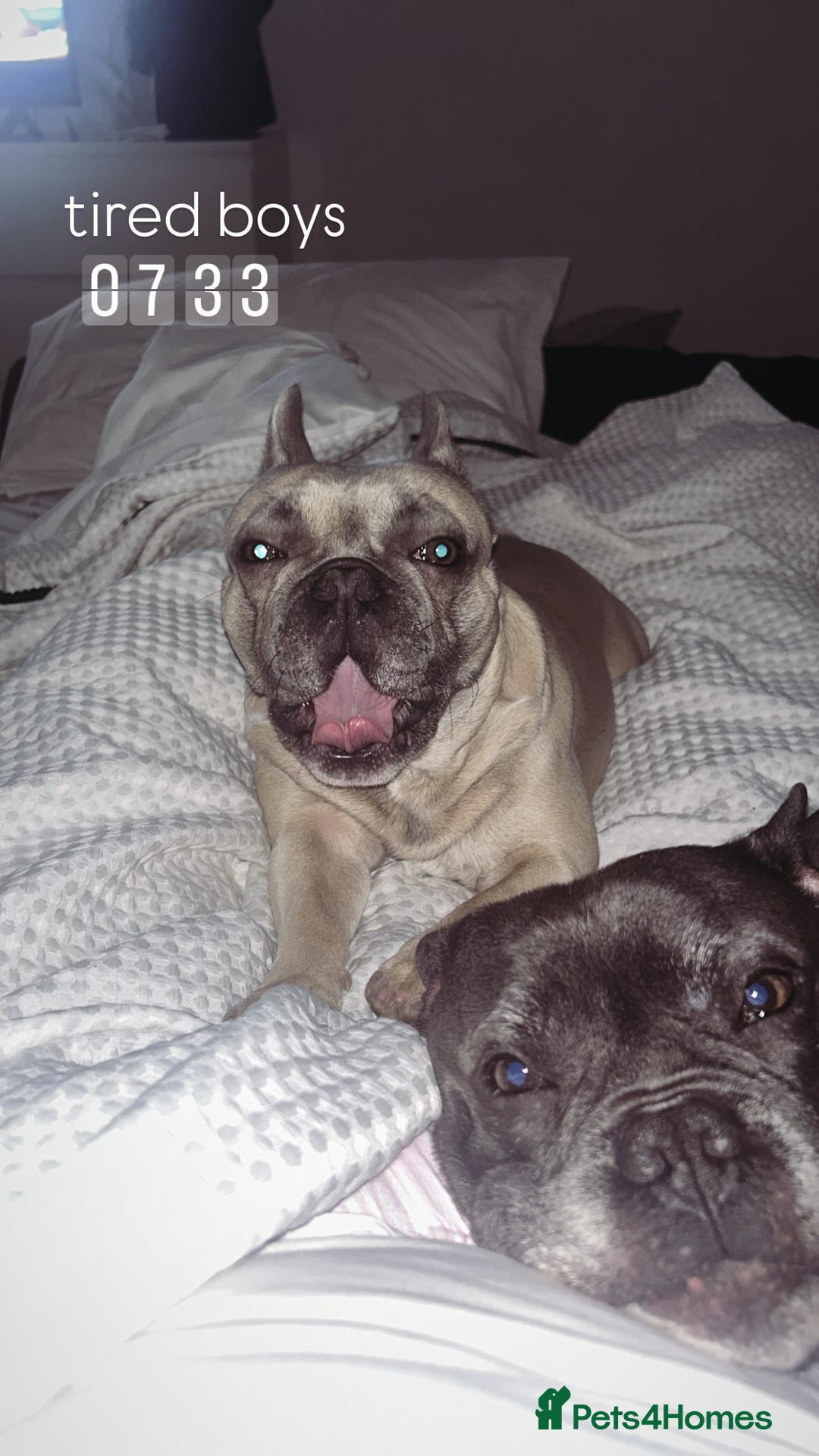 French Bulldog dogs for sale: French bulldog  - Advert 5