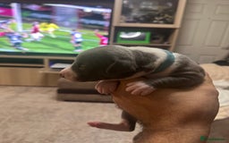 Whippet dogs for sale: Rare colours full pedigree KC Reg whippet pups  - Image 22