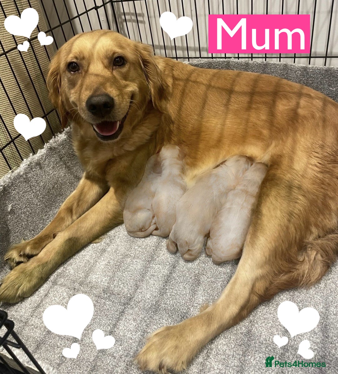 Goldendoodle dogs for sale: Gorgeous F1b Goldendoodle Puppies - Advert 5