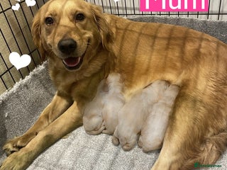 Goldendoodle dogs Gorgeous F1b Goldendoodle Puppies - Advert 4