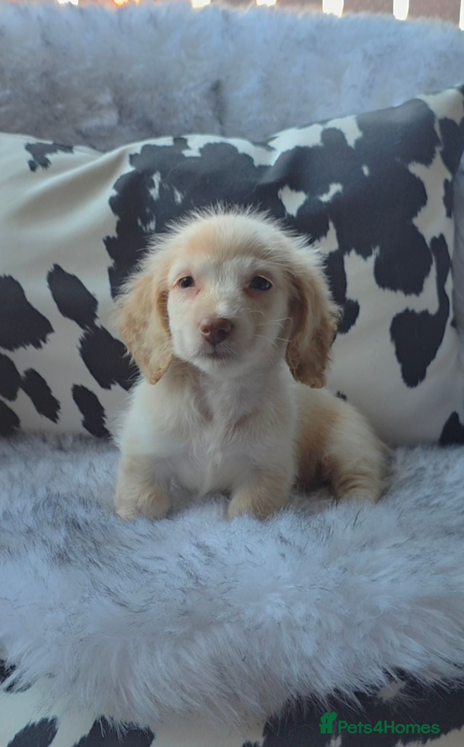 Miniature Dachshund dogs Cream male miniature Dachshund males - Advert 6