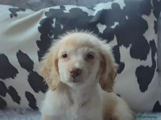 Miniature Dachshund dogs Cream male miniature Dachshund males - Advert 6