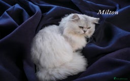 British Longhair cats for sale: BSH and BLH Silvers   in Bournemouth - Image 11
