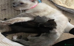 British Shorthair cats for sale: Rag doll cross breads  - Image 1
