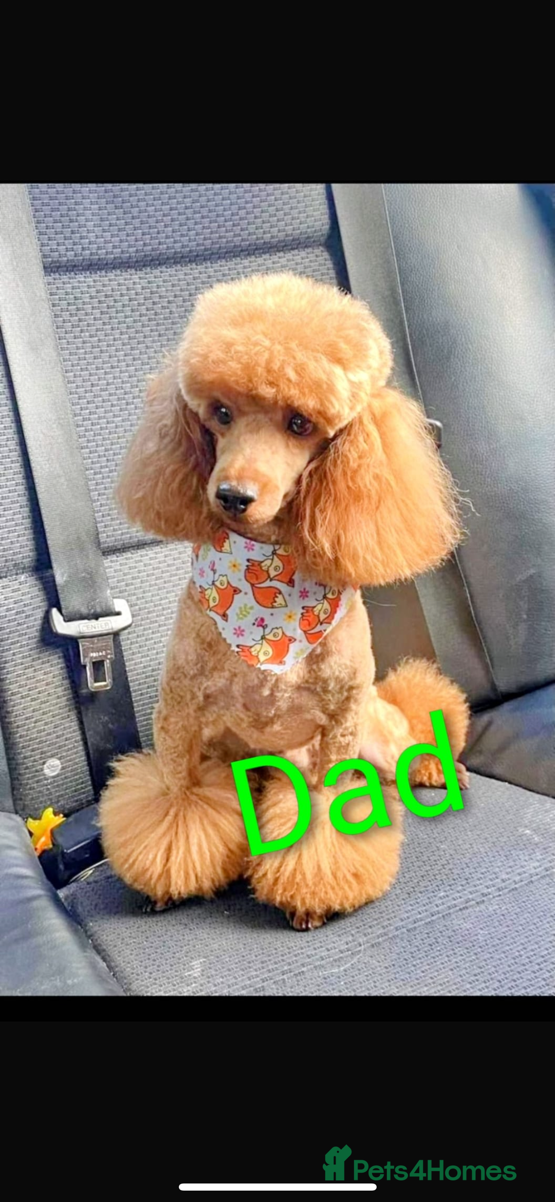 Toy Poodle dogs for sale: Stunning black toy poodle girl  - Advert 2