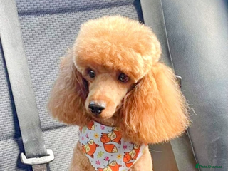 Toy Poodle dogs Stunning black toy poodle girl - Advert 18