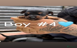 Patterdale Terrier dogs for sale: Patterdale terrier puppies for sale  - Image 10