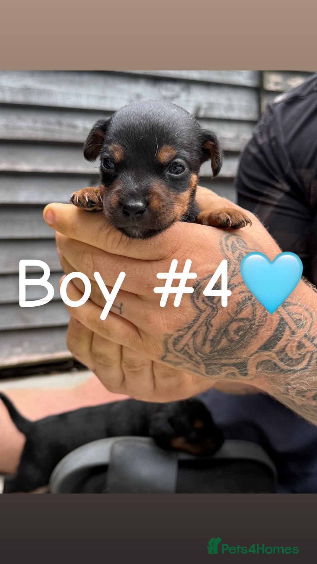 Patterdale Terrier dogs for sale: Patterdale terrier puppies for sale  - Image 10