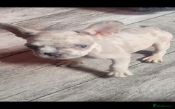 French Bulldog dogs for sale: French Bulldog male  - Image 1
