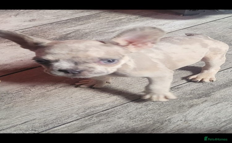 French Bulldog dogs for sale - Advert 1