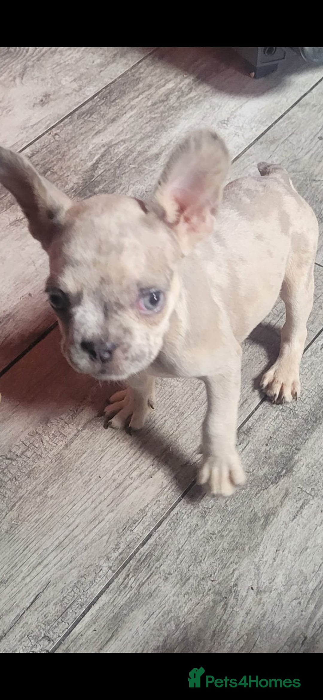 French Bulldog dogs for sale: French Bulldog male  - Image 1