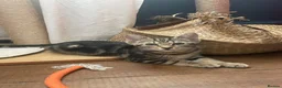 Domestic Shorthair cats for adoption: Ash & Etta, 4 month old kitten pair - Advert 5