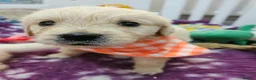 Golden Retriever dogs for sale: Cuddly KC Reg Golden Retriever Puppies - Advert 4