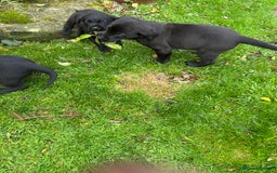Labrador Retriever dogs for sale: Labrador pups  - Image 11