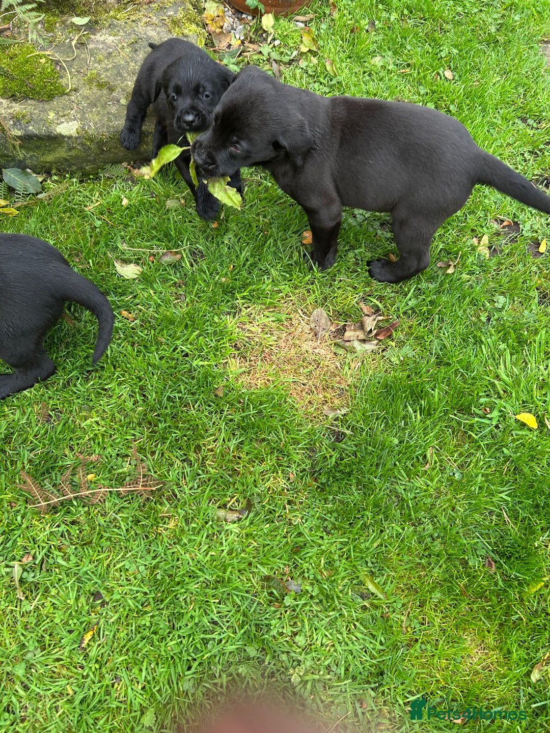 Labrador Retriever dogs for sale: Labrador pups  - Image 11