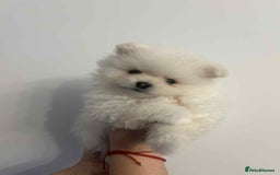 Pomeranian dogs for sale: Pomeranian Puppy  - Image 4