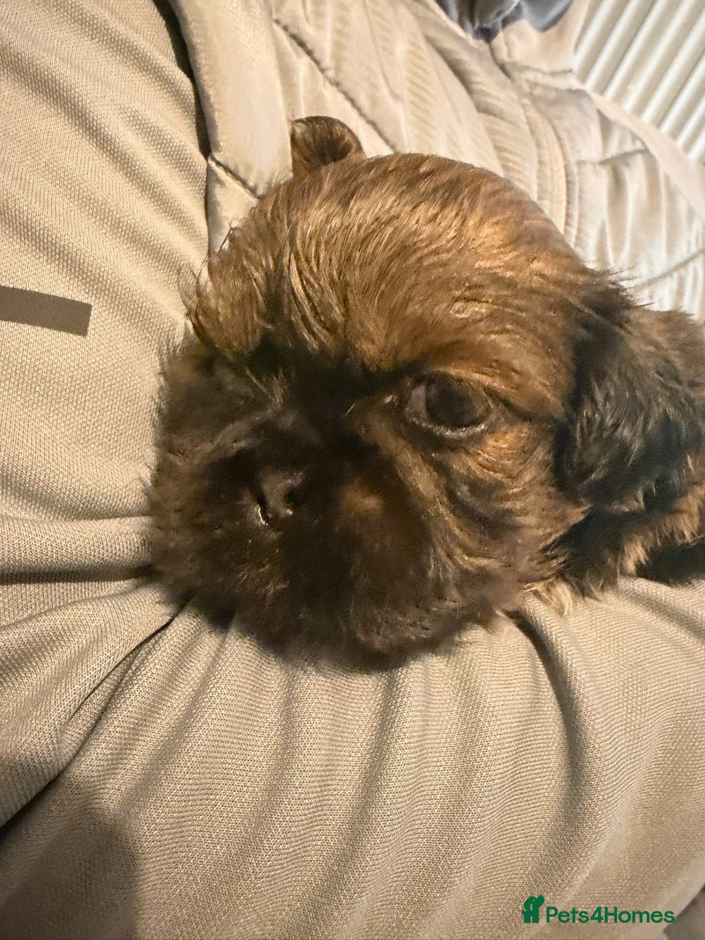 Shih Tzu dogs Shihtzu puppy 💙 - Advert 7