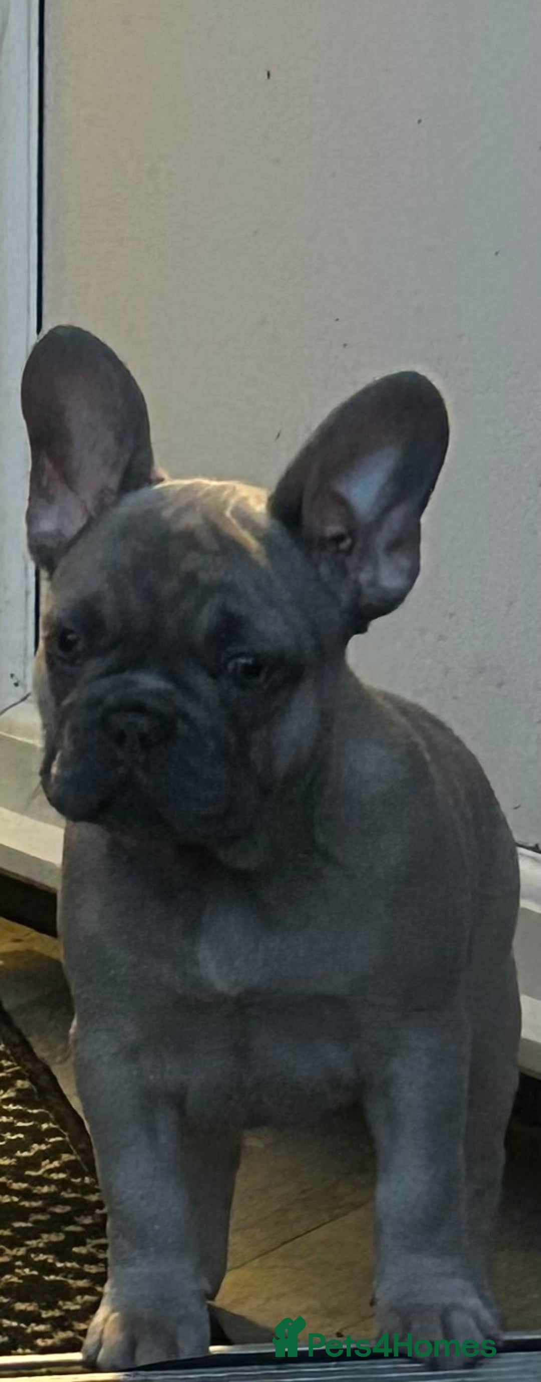 French Bulldog dogs for sale: Last girl 12 weeks  - Advert 4
