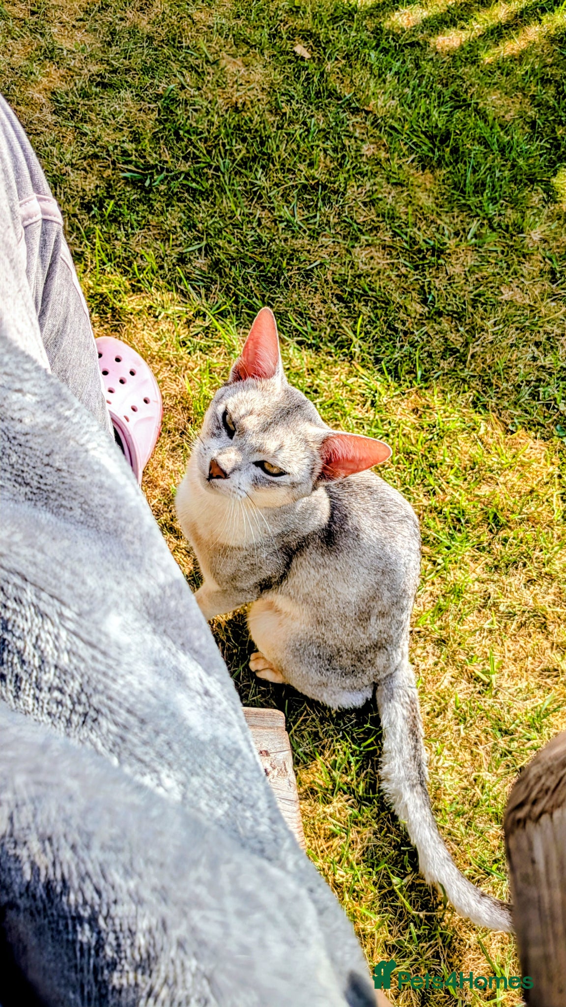 Abyssinian cats for sale: GCCF registered Abyssinian Kittens  - Advert 3