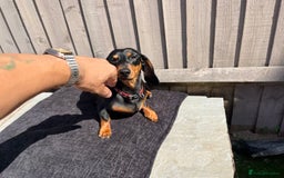 Dachshund dogs for sale: Beautiful Black and Tan - Image 6