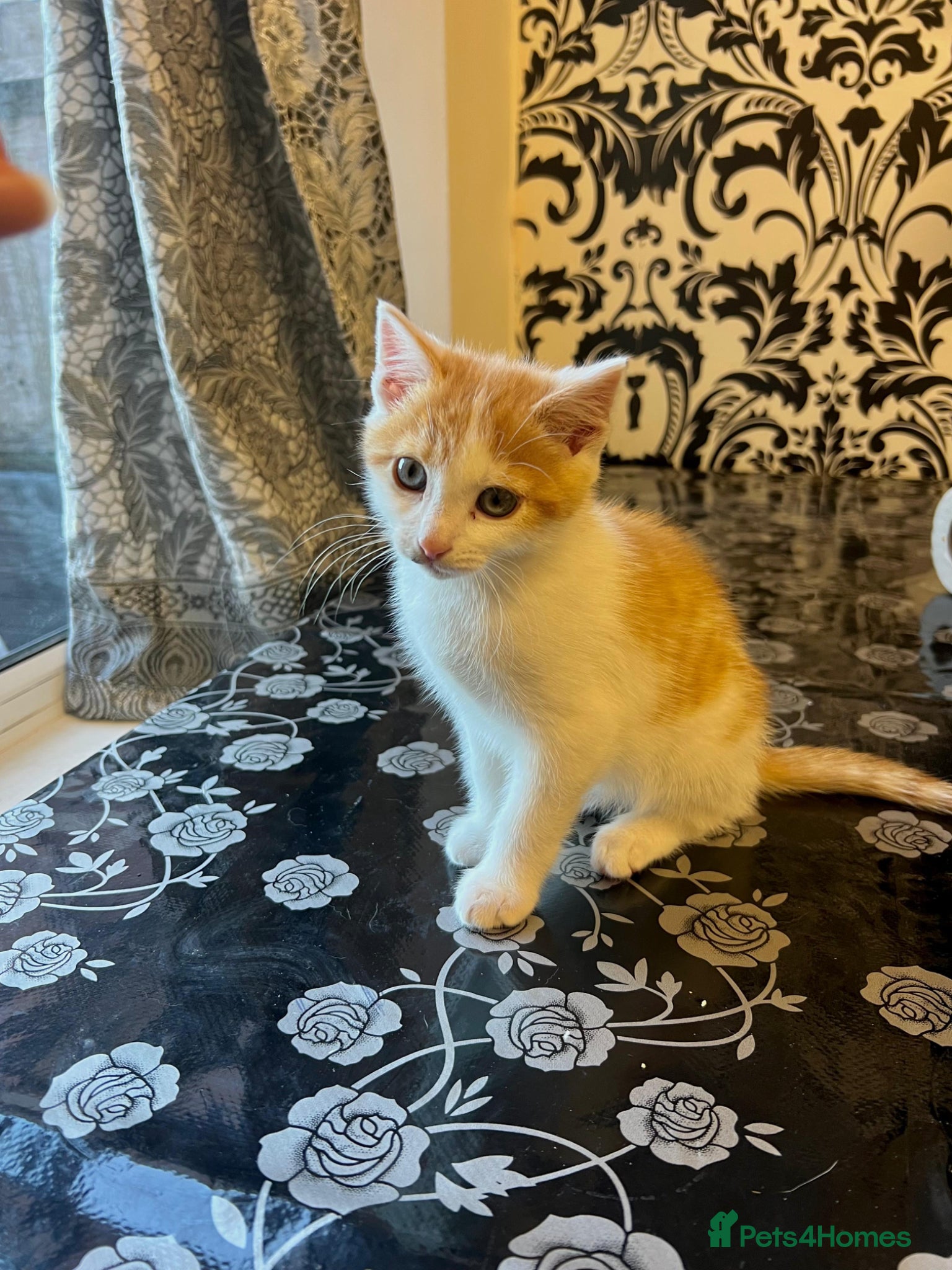 American Shorthair cats Ginger kitten  - Advert 1