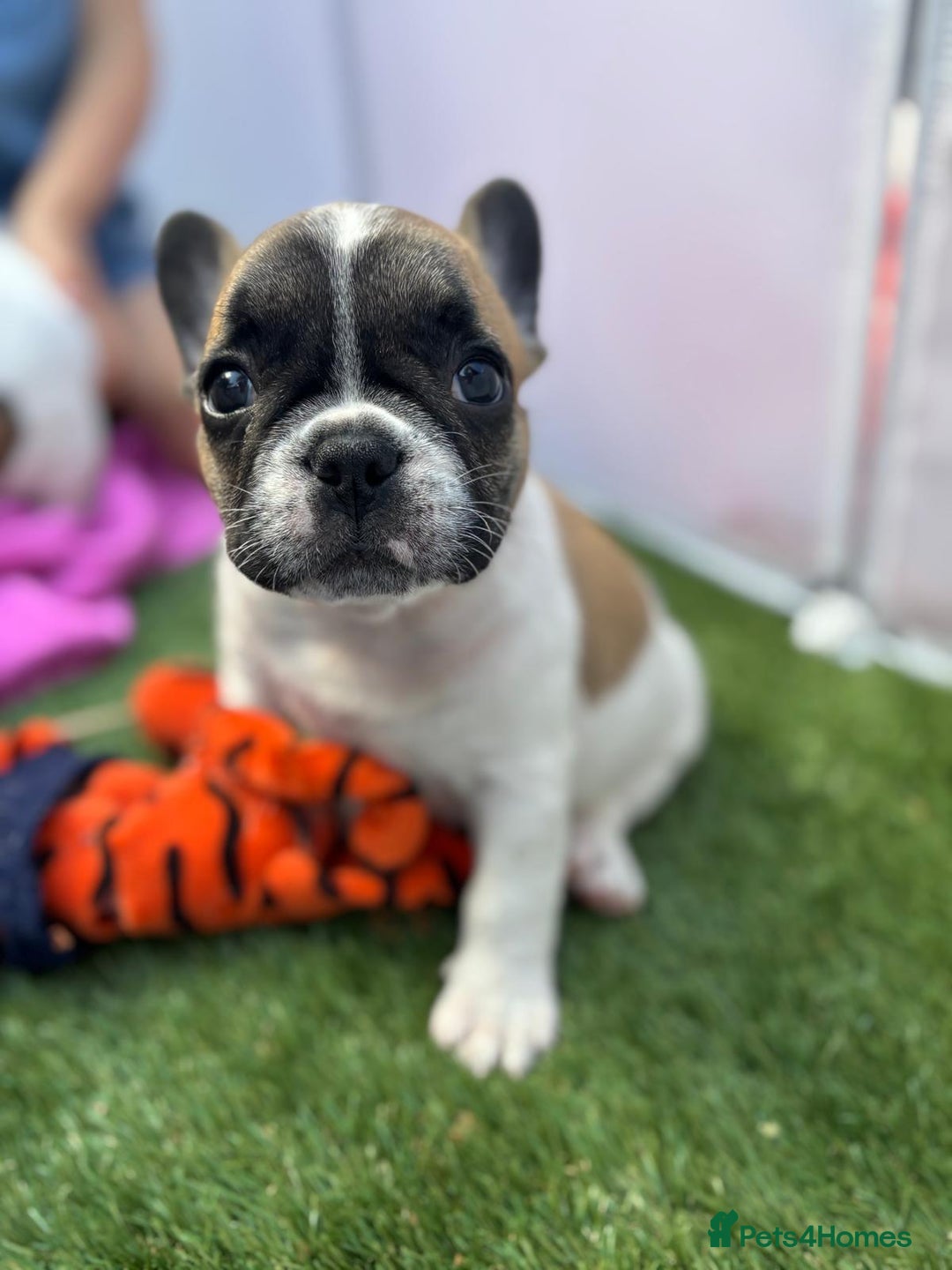 French Bulldog dogs for sale: French bulldog puppies - Image 7