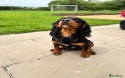 Cocker Spaniel dogs for stud: KC registered Champion bred working cocker  in Middlewich - Image 11