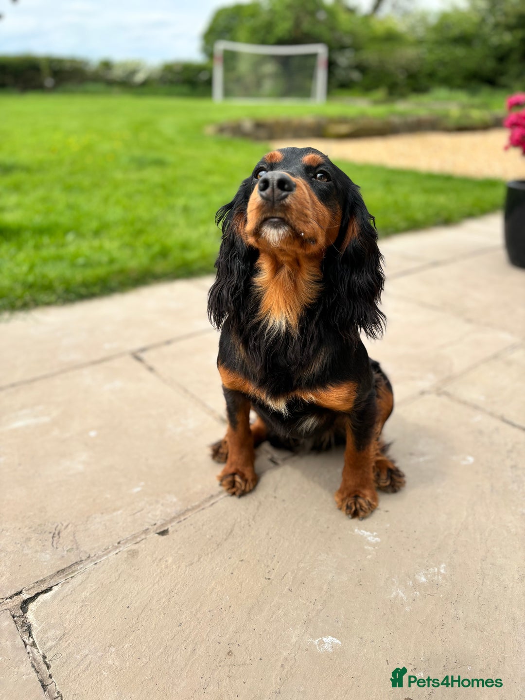Cocker Spaniel dogs for stud: KC registered Champion bred working cocker  in Middlewich - Image 11