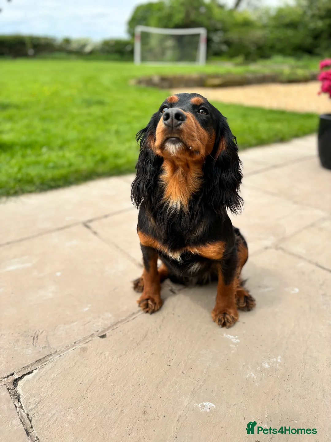 Cocker Spaniel dogs for stud: KC registered Champion bred working cocker  in Middlewich - Advert 11
