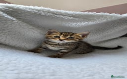 Mixed Breed cats for sale: Adorable Tabby Kittens 🐾 - Image 9
