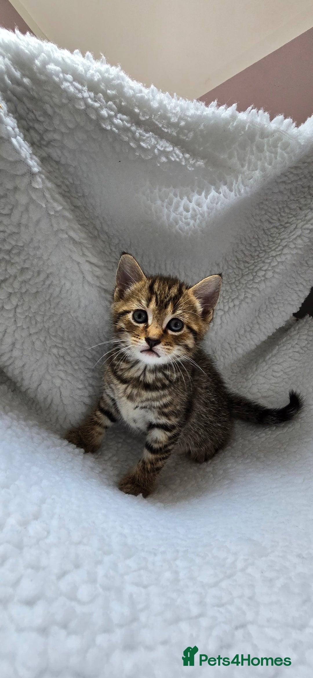 Mixed Breed cats for sale: Adorable Tabby Kittens 🐾 - Image 9