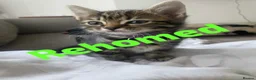 Mixed Breed cats for sale: 4 beautiful Bengal x sisters  in London - Advert 2