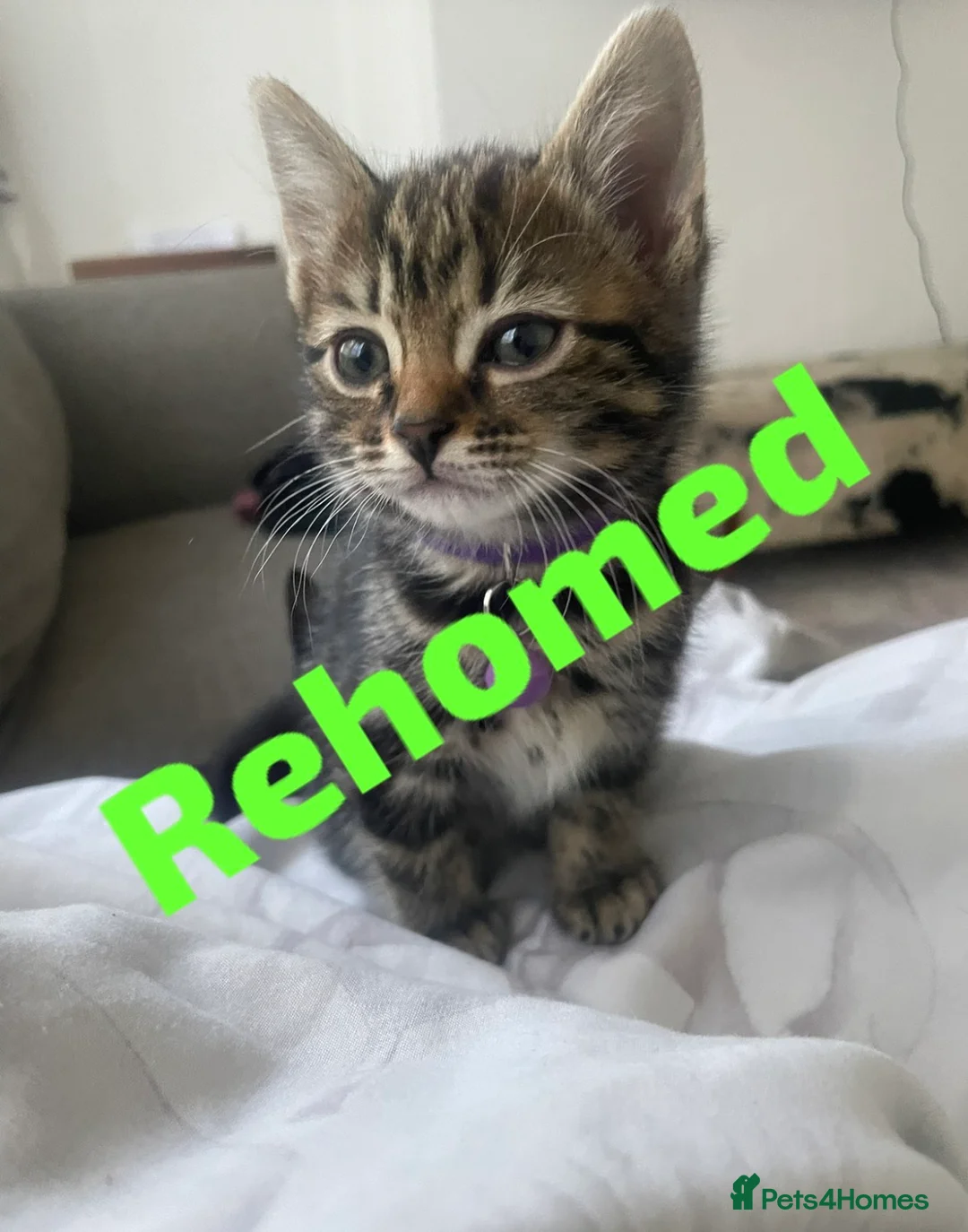 Mixed Breed cats for sale: 4 beautiful Bengal x sisters  in London - Advert 2