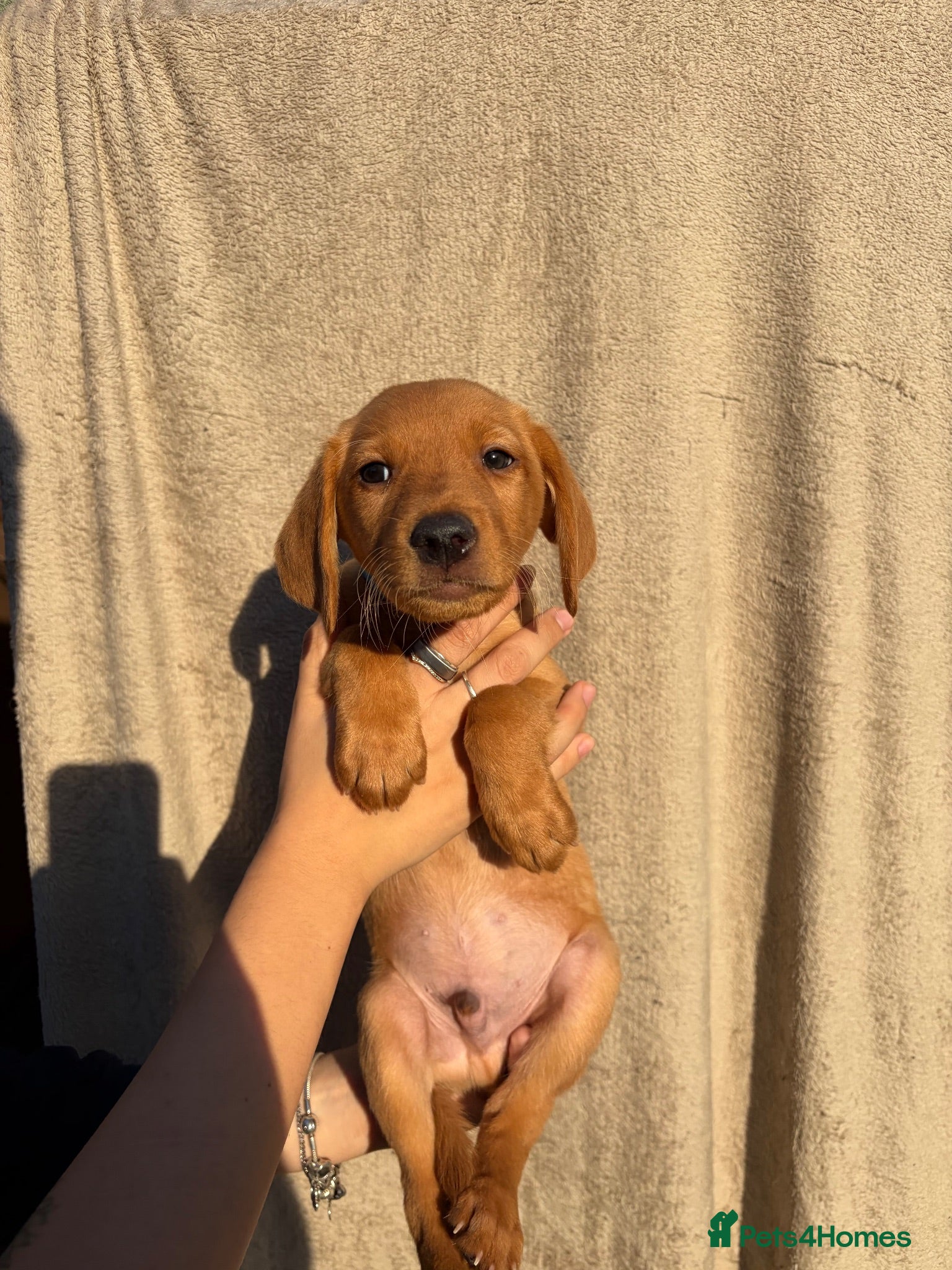 Labrador Retriever dogs 1 FOX RED LABRADOR BOYS LEFT READY NOW  - Advert 11