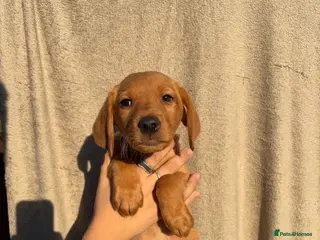 Labrador Retriever dogs 1 FOX RED LABRADOR BOYS LEFT READY NOW - Advert 11