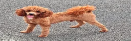 Cockapoo dogs for sale: Outstanding cockapoo puppies - Advert 5