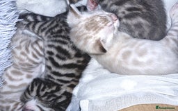 Bengal cats for sale: 🤩RARE BLUE BENGAL🤩SNOW LYNX🤩 BROWN🤩 - Image 12